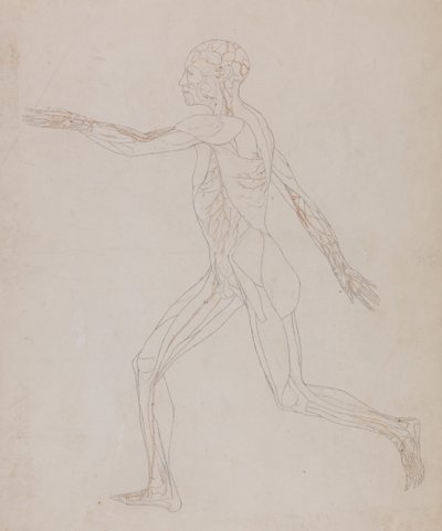 Esposizione anatomica comparativa della struttura del corpo umano con quella di una tigre e di un co... da George Stubbs